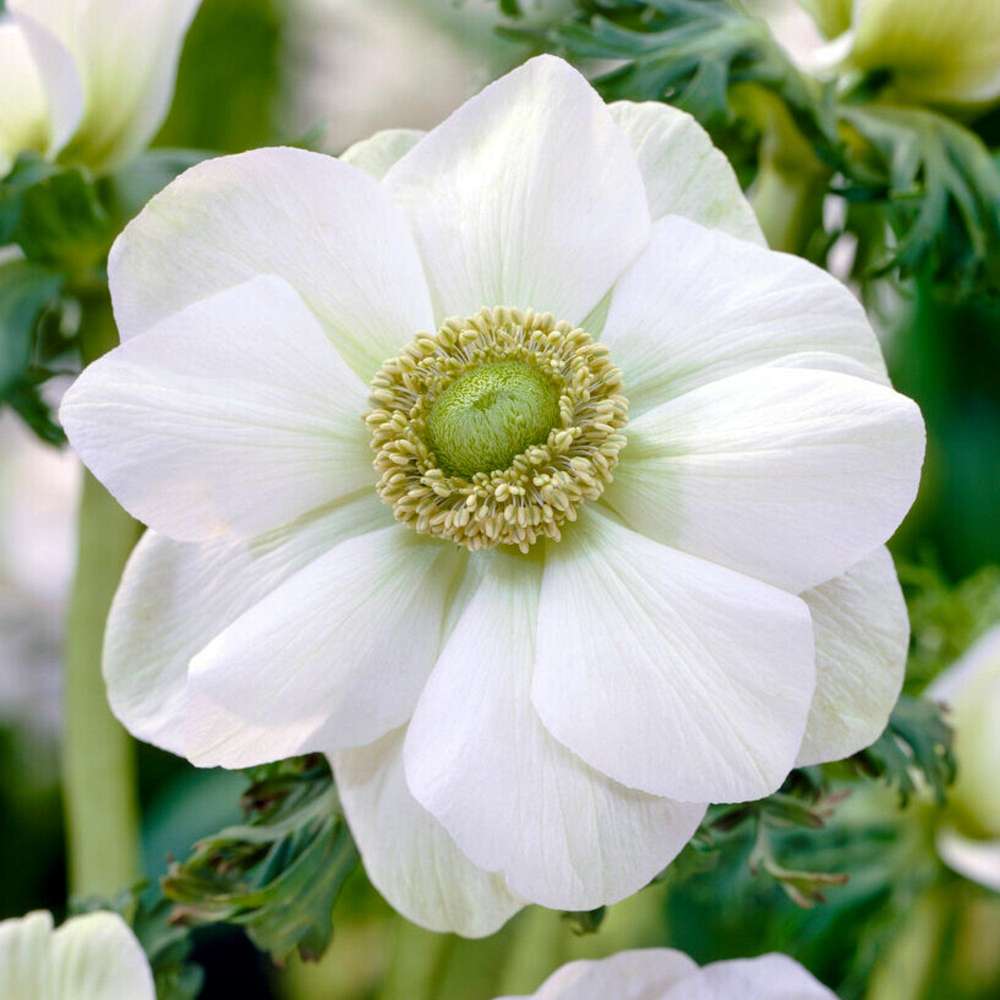 Anemone 'Bride'